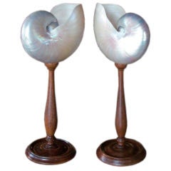 Pair Of Nautilus Shells