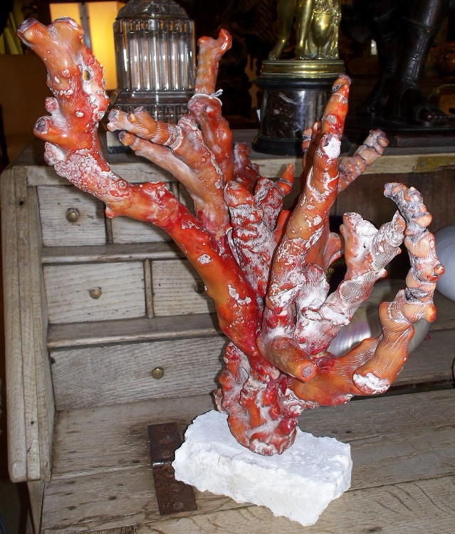 Large Red Coral