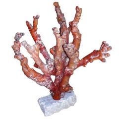 Large Red Coral