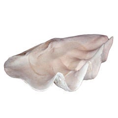 Giant 31 Inch Clam Shell