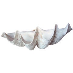 Giant 31 Inch Clam Shell