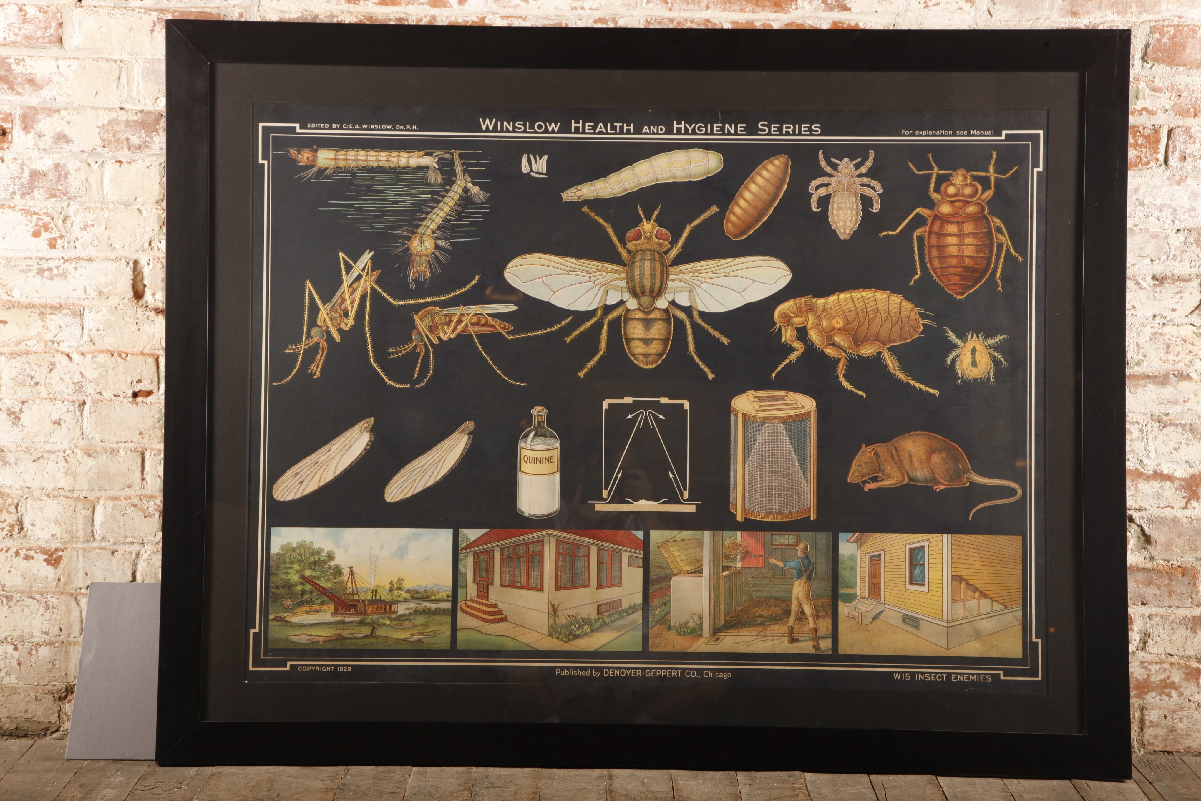 Vieille série Winslow Health Hygiene Series Medical Scientific Insect Wall Chart Impression murale en vente