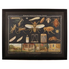 Vintage Winslow Health Hygiene Series Medical Scientific Insect Wall Chart Print 8