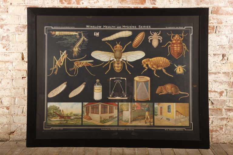 Vintage, Winslow Health and Hygiene scientific insect series medical wall print, chart. 