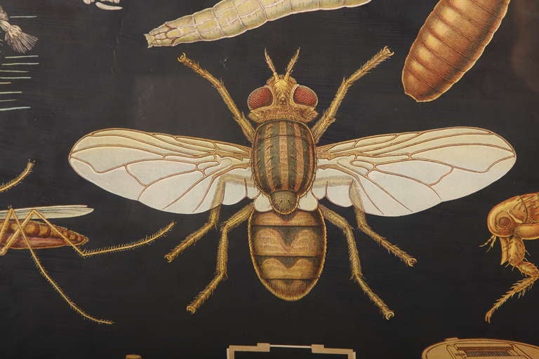 20ième siècle Vieille série Winslow Health Hygiene Series Medical Scientific Insect Wall Chart Impression murale en vente