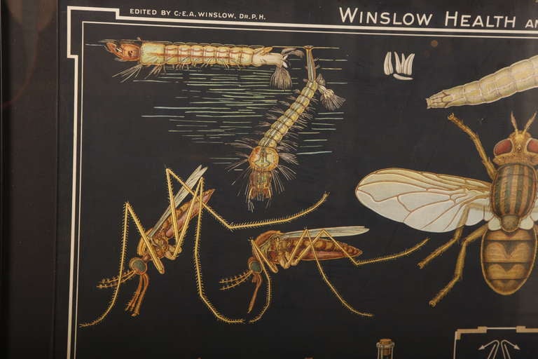 Gothique Vieille série Winslow Health Hygiene Series Medical Scientific Insect Wall Chart Impression murale en vente