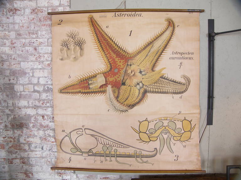 Pfurtscheller zoologische Seesterne Wandteller oder Karte. Martinus Nijhoff Gravenhage. Diese Karte stammt aus einer Serie von zoologischen Karten von Paul Pfurtscheller. Importiert aus Deutschland von Dennoyer Geppert Co. Maße: 50 1/2