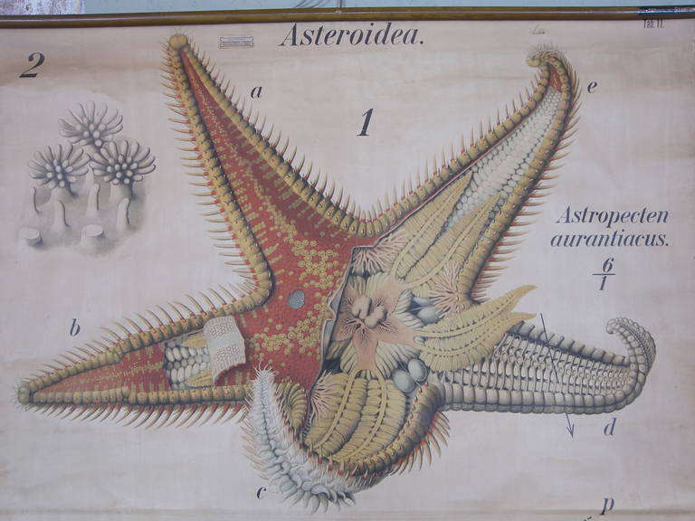 Pfurtscheller Zoologische Seestern Asteroidea Wandtafel Druck im Zustand „Gut“ im Angebot in Oakville, CT