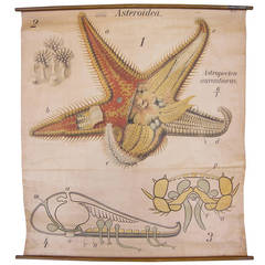 Pfurtscheller Zoological Starfish Asteroidea Wall Chart Print 11