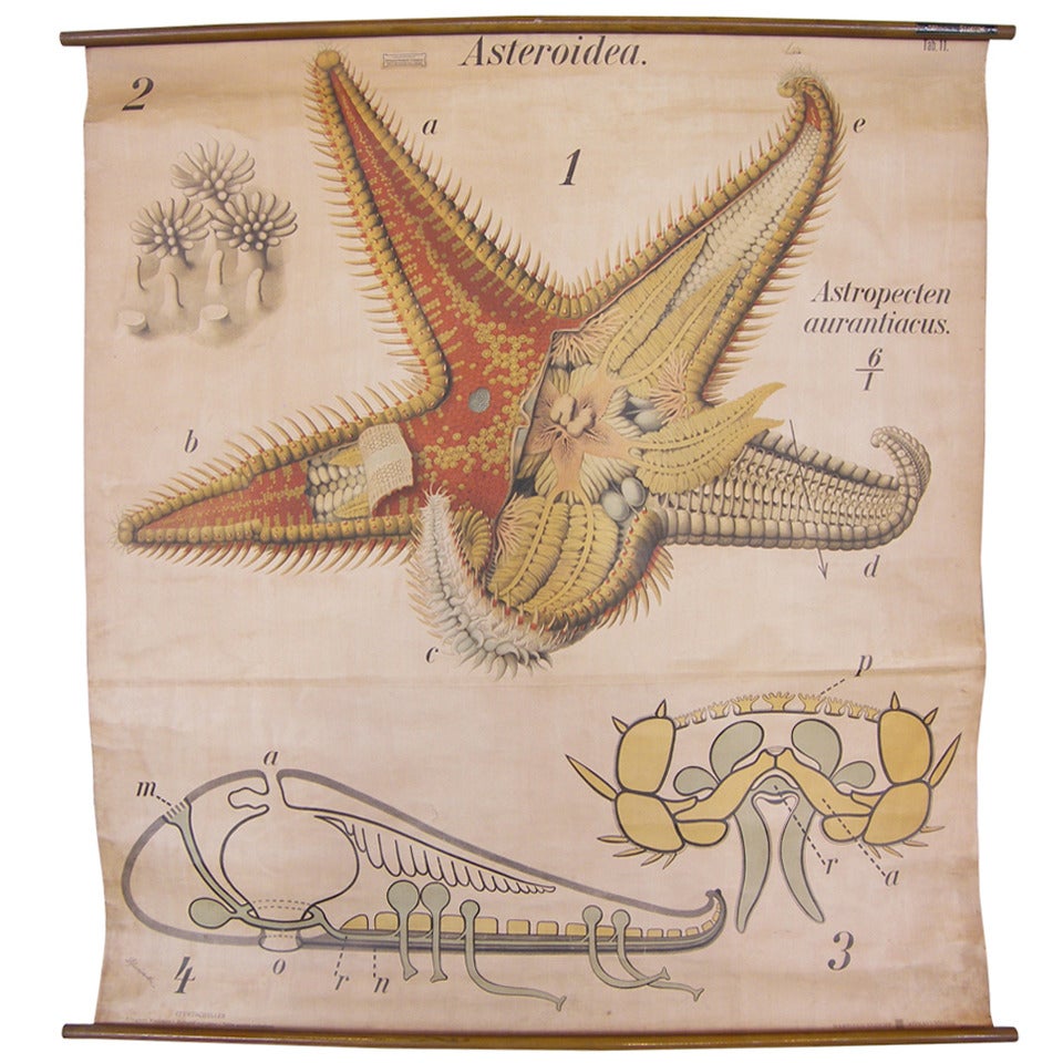 Pfurtscheller Zoological Starfish Asteroidea Wall Chart Print For Sale