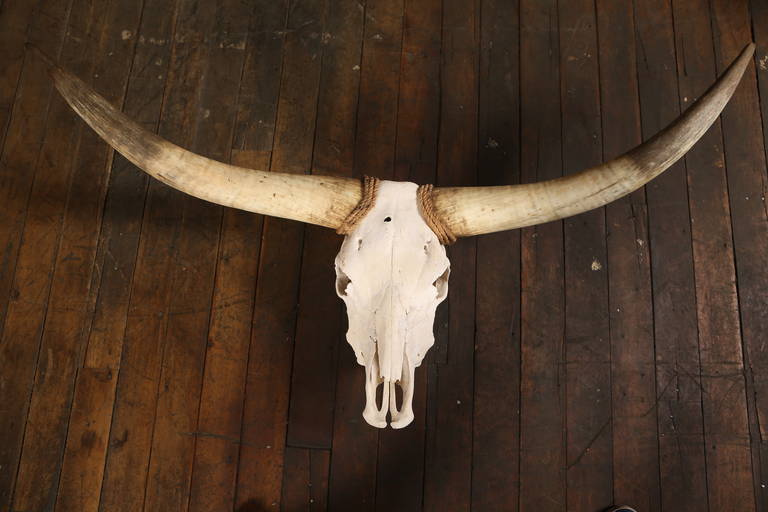 Vintage Steer Skull