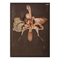 Vintage Anatomy of the Chicken