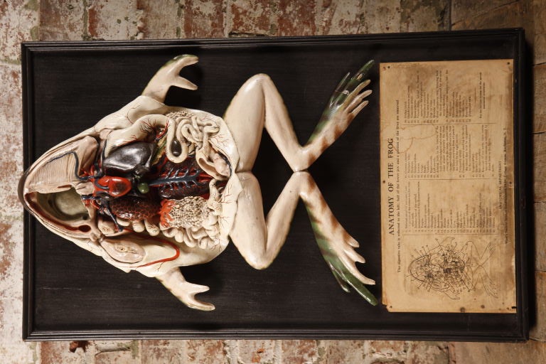 Vintage 3-D Frog Anatomy made from plaster and displayed on an wooden frame.  Originally from 