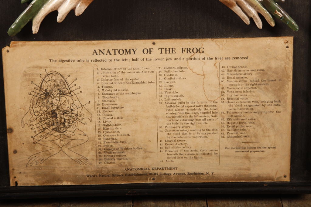 Plaster Vintage 3-D Frog Anatomy