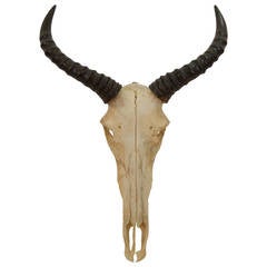 African Sassaby 'Antelope' Skull Sculpture