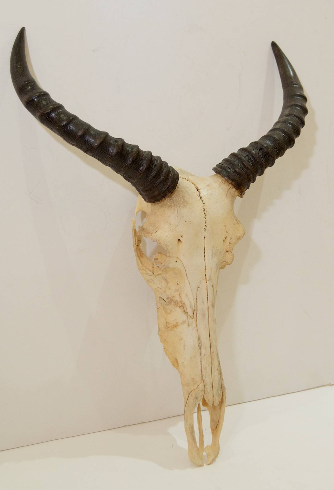 African Sassaby 'Antelope' Skull Sculpture
