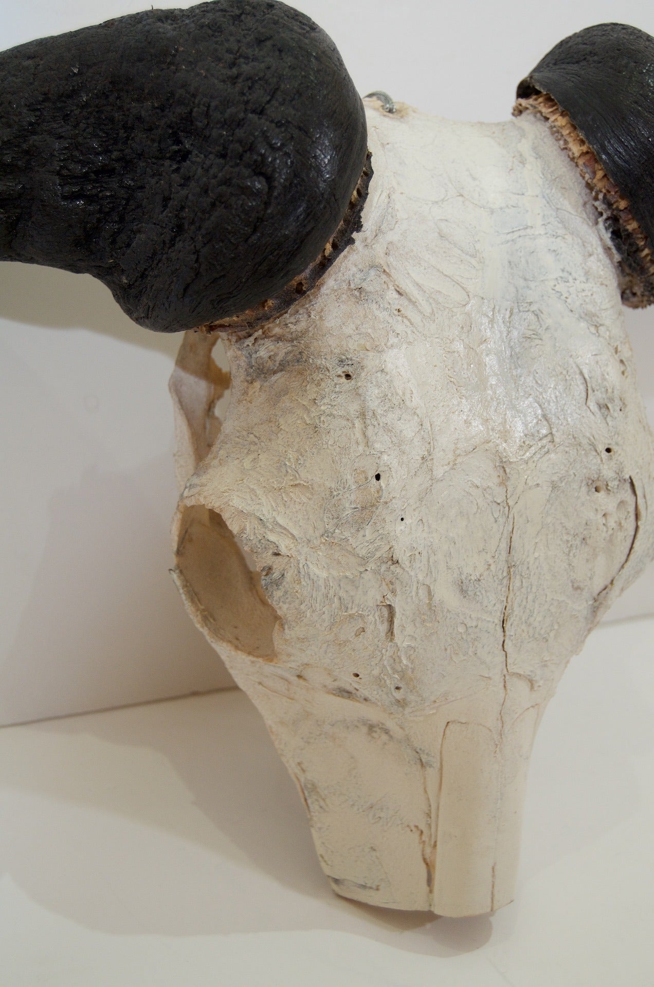 African Gnu Skull In Excellent Condition For Sale In Stamford, CT