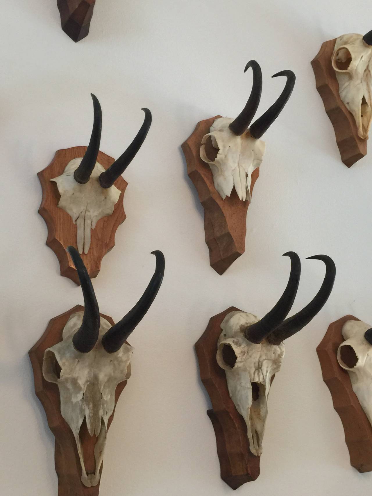 This amazing collection of 13 mounted Gamsbock (small deer/goats) come from a lifelong hunter in Germany. ALL in the collection were mounted in the 1950s, 1960s and 1970s. On many of the backs of these there are small documents with details of its