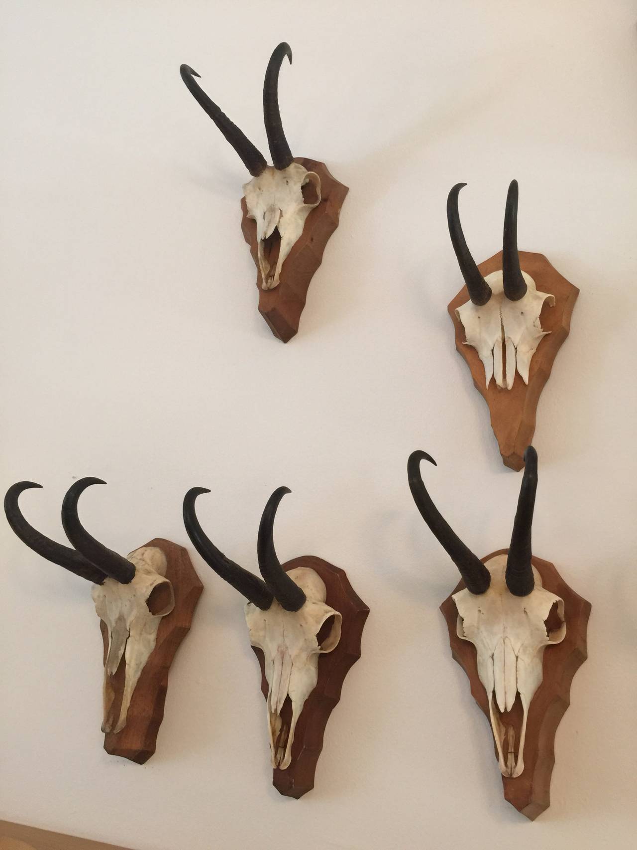 German Collection of Gamsbock Mounted Trophy Horns In Excellent Condition In East Hampton, NY