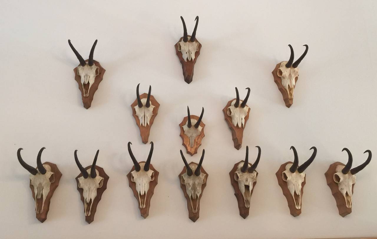 Mid-20th Century German Collection of Gamsbock Mounted Trophy Horns