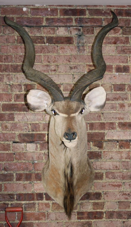 A large trophy mount of an African Kudu purchased out of an estate from the 1950's. Beautifully taxidermy example.