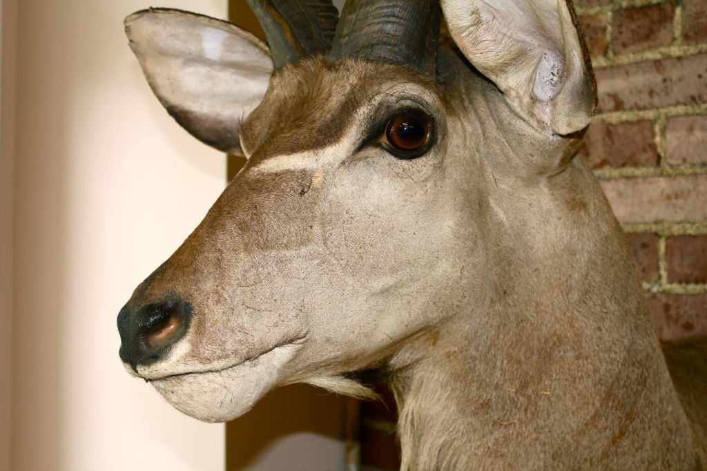 Mid-20th Century Large trophy African Kudu mount