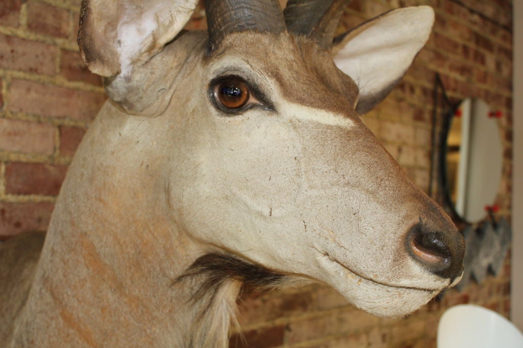 Large trophy African Kudu mount 1