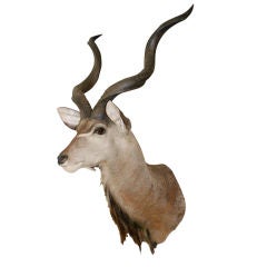 Large trophy African Kudu mount