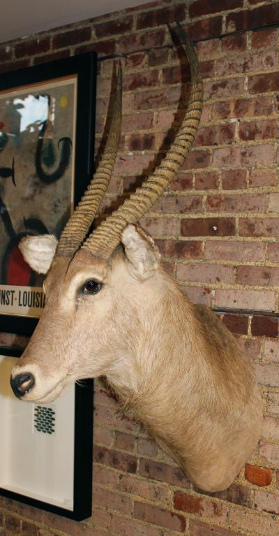 Nicely done Large African Waterbuck taxidermy trophy