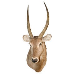 Nicely done Large African Waterbuck taxidermy trophy