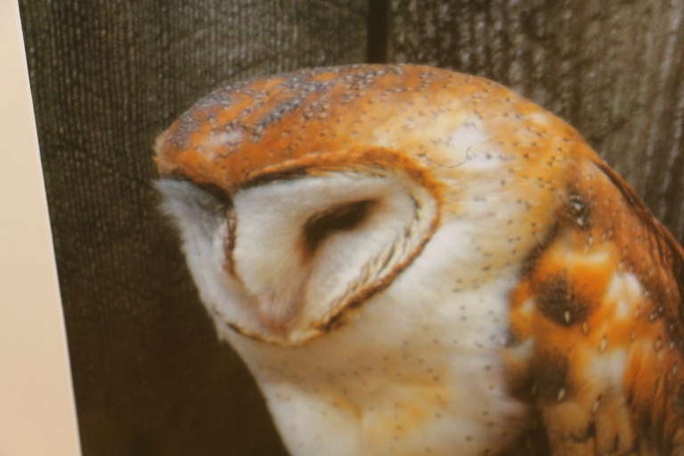 Photograph Of Barn Owls In Excellent Condition In Palm Springs, CA