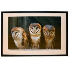 Photograph Of Barn Owls 5
