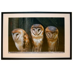 Vintage Photograph Of Barn Owls