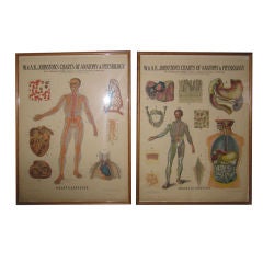 Antique Pair of Anatomical  Charts