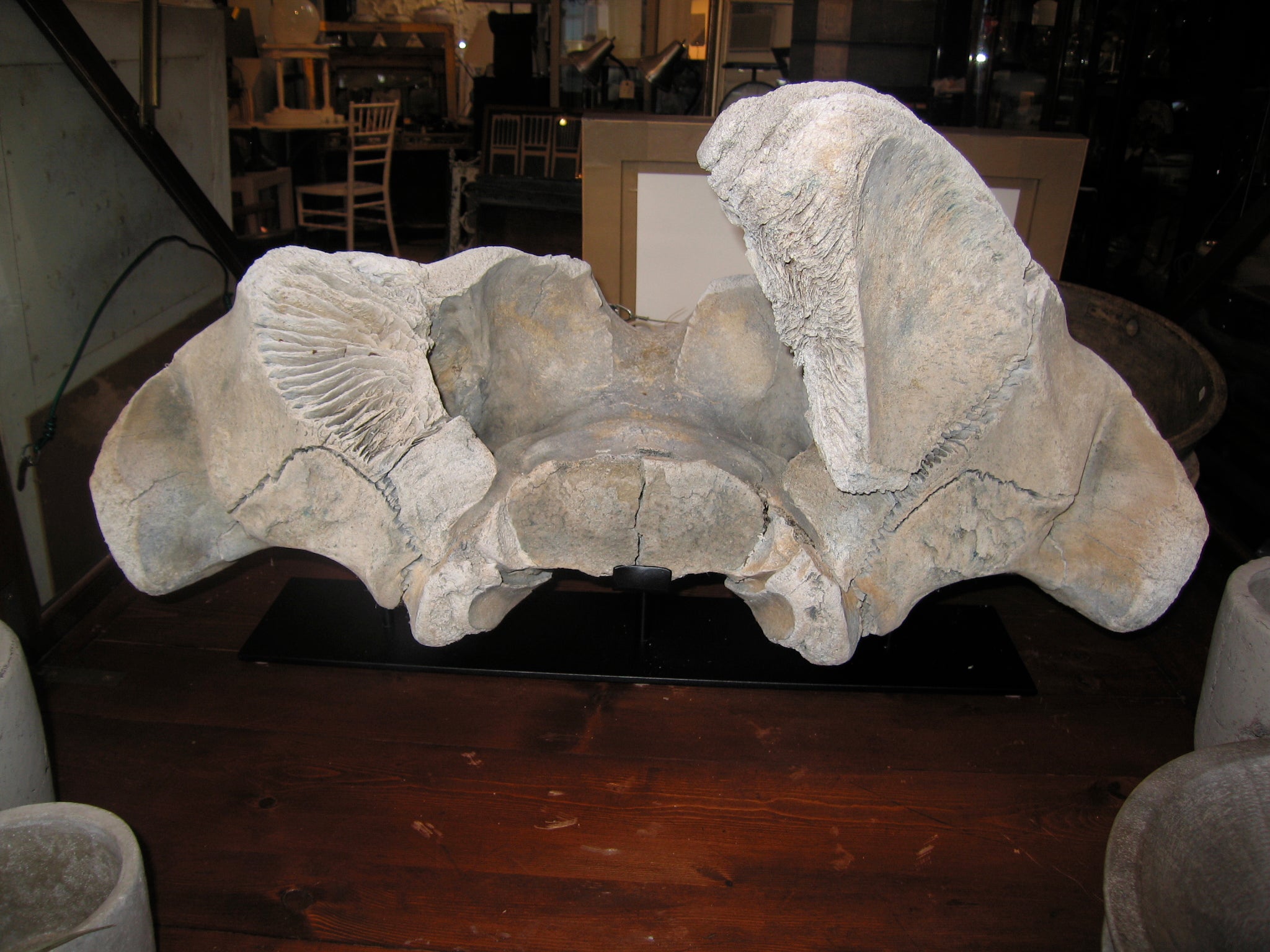 Whale Vertebrae on Steel Stand
