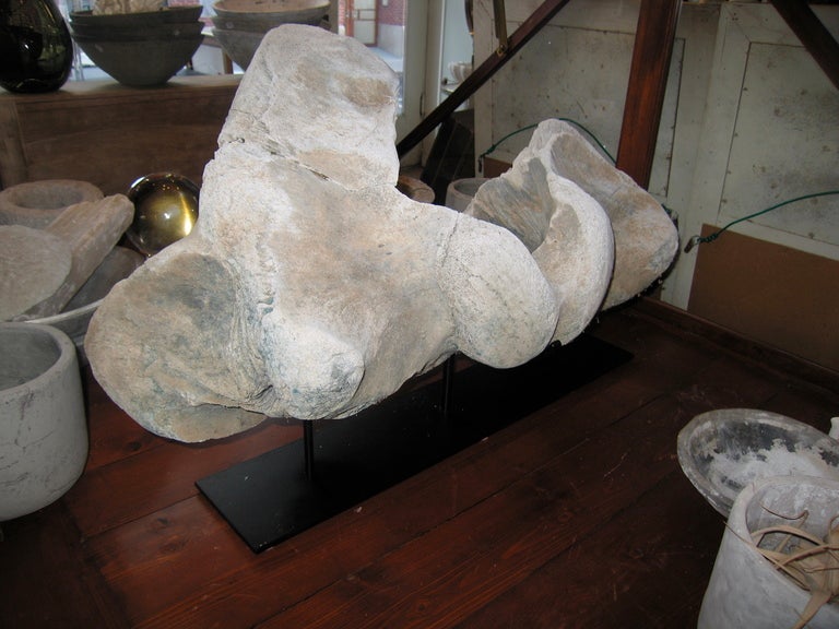 Large whale vertebrae
