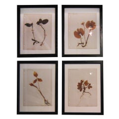 Vintage Collection of 22 Pressed Specimen Botanicals in Frames