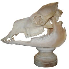 Bleached Camel Skull on a Marble Pedestal