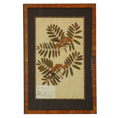 Vintage Set of Ten Framed Botanicals