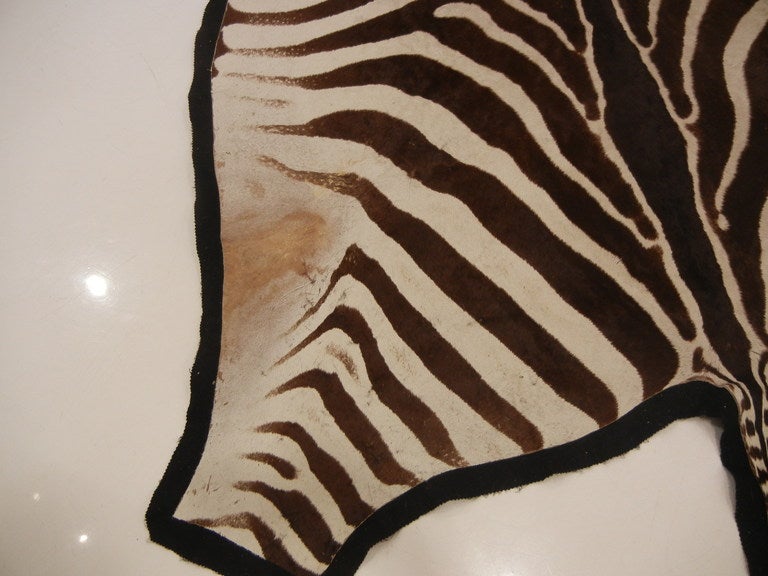 Chocolate Brown and Cream 10FT. Zebra Skin/Hide Rug In Excellent Condition In New York, NY