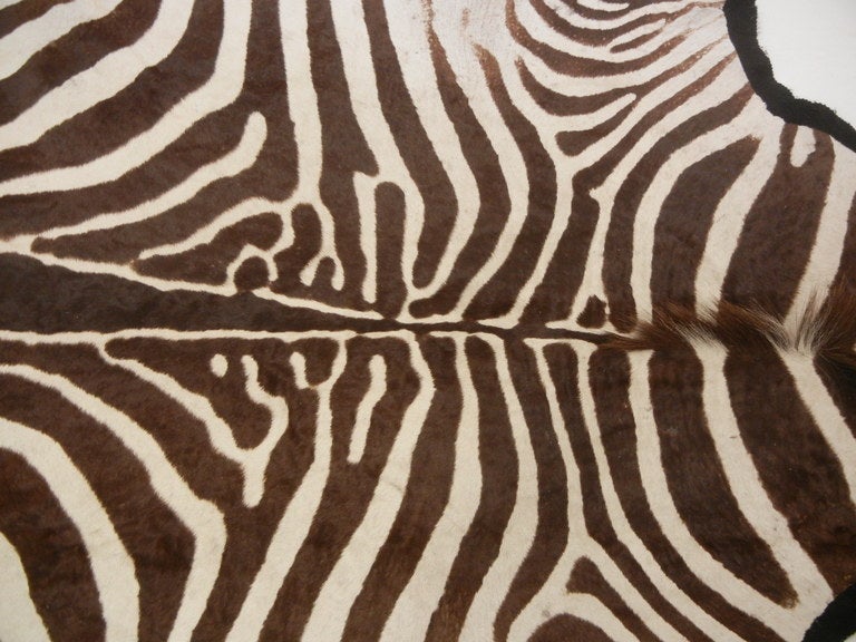 A chocolate brown and cream 10ft. zebra skin/hide rug backed
on black felt, the pelt is supple with very little natural scarring