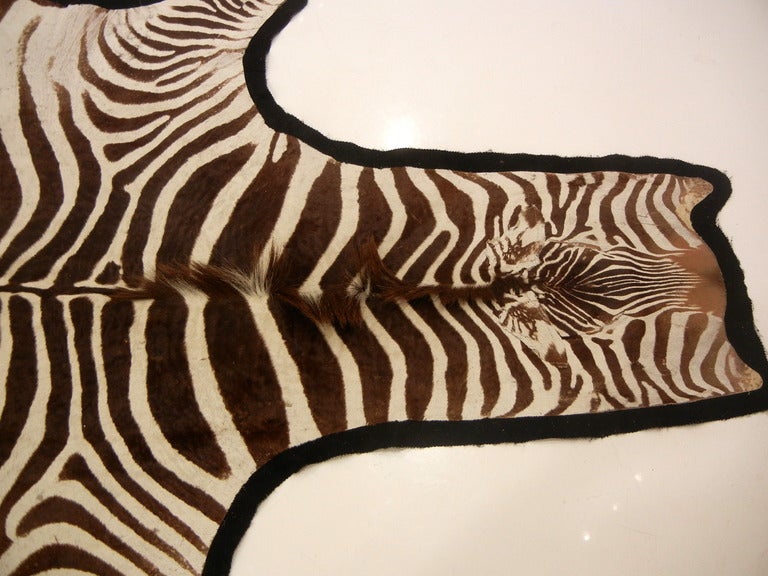 South African Chocolate Brown and Cream 10FT. Zebra Skin/Hide Rug