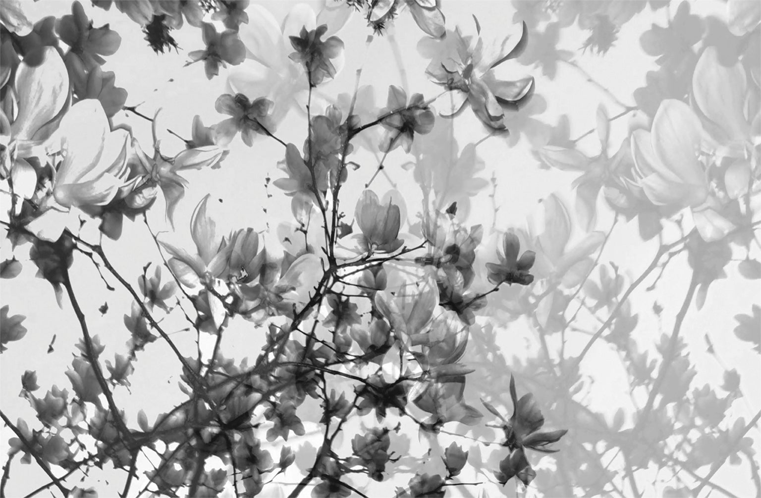 "The Fullest Bloom, " Framed Limited Edition Black & White Photograph by Layla Love, Companion Piece Availabe.