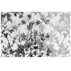 "The Fullest Bloom, " Framed Limited Edition Black & White Photograph by Layla Love, Companion Piece Availabe.