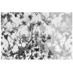 "The Fullest Bloom, " Framed Limited Edition Black & White Photograph by Layla Love, Companion Piece Availabe.