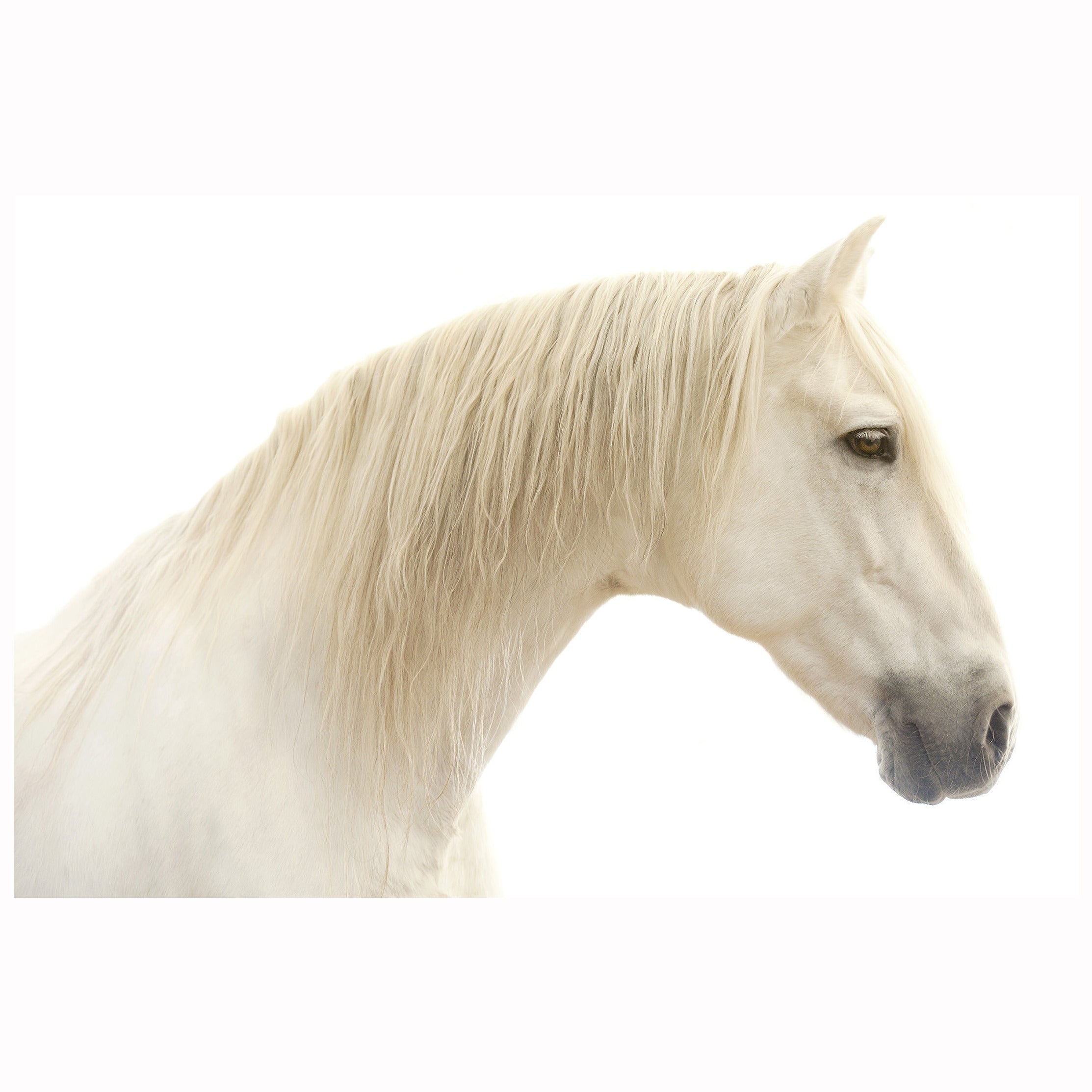 "Athansor," Horse Color White Framed Photograph by Lisa Houlgrave