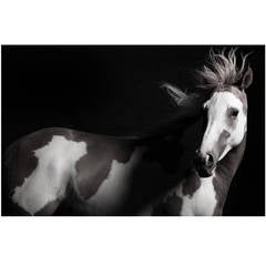 "Lili, " Desaturated 55" Plexiglass Mounted Horse Photograph by Lisa Houlgrave