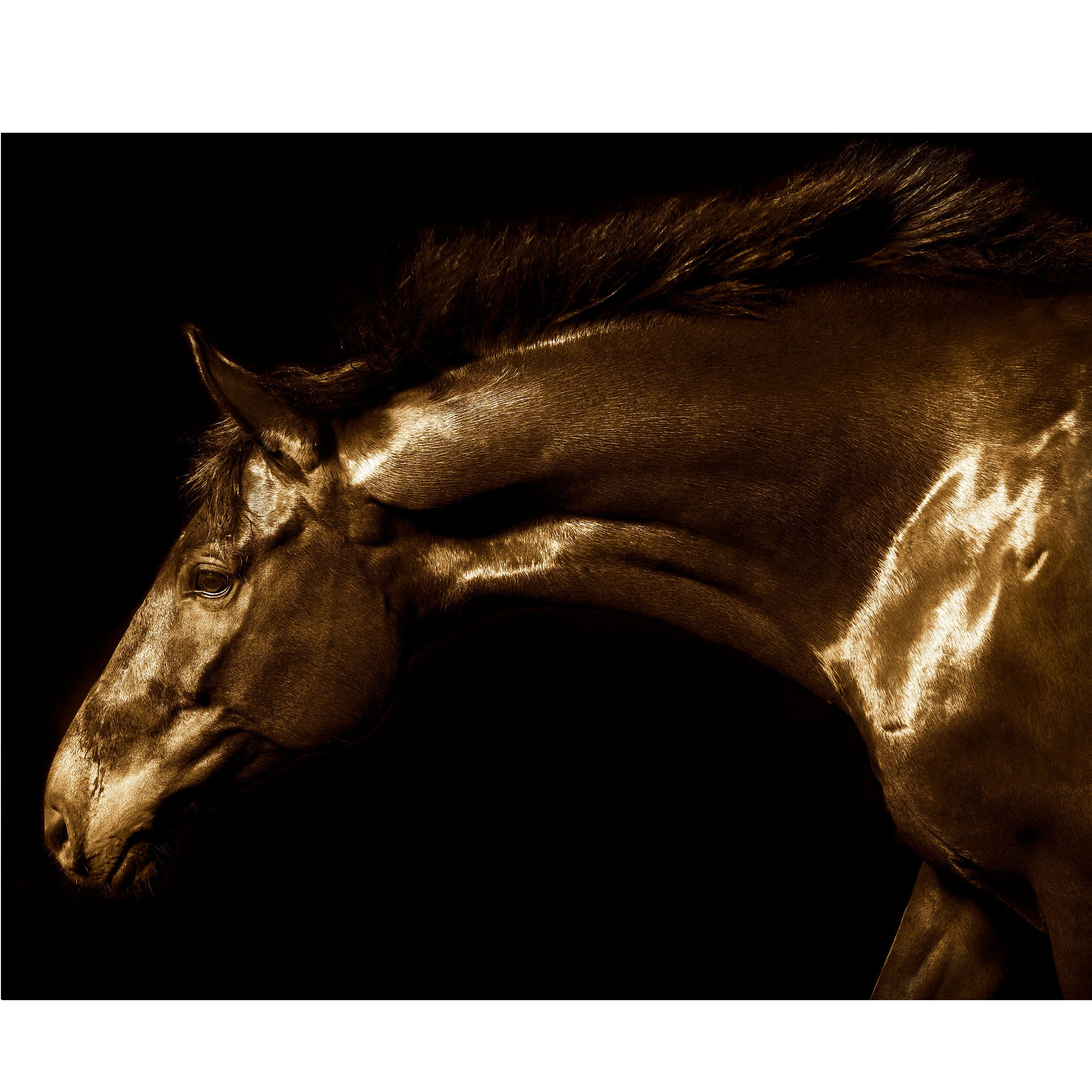 ""Winsor,"" Farbe 55"" Gerahmte signierte Fotografie eines Pferdes von Lisa Houlgrave im Angebot