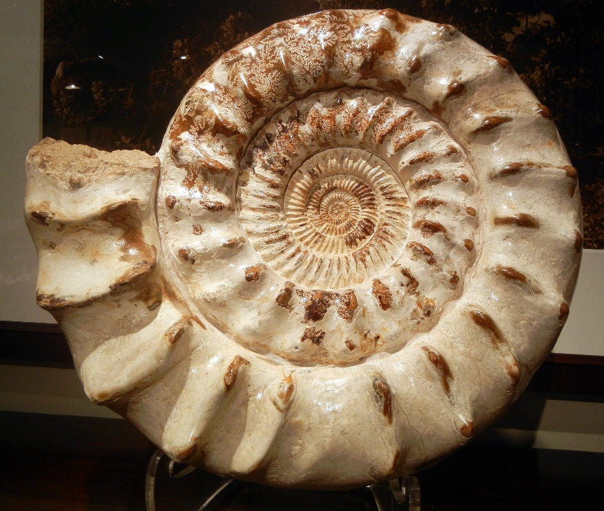 A large polished natural ammonite fossil, sculpture, centerpiece from Madagascar of variegated colors of white and caramel, the front and back surfaces featuring patterns of ancient fern and encrusted seashells resting on a heavy lucite