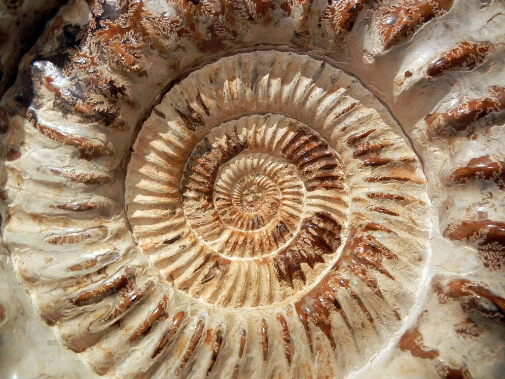 African Large Polished Natural Ammonite Fossil Sculpture/Centerpiece